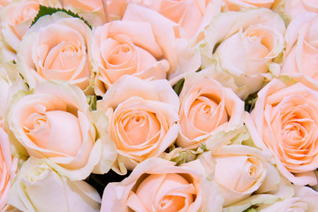 Many pink roses. Holiday flowers close. Background of heads of roses with delicate petals.