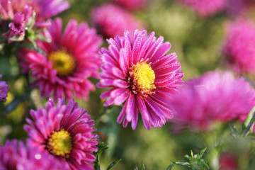 Fototapeta premium chrysanthemum in the frost in the sun