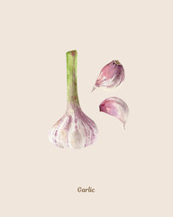 Handpainted watercolor poster with garlic