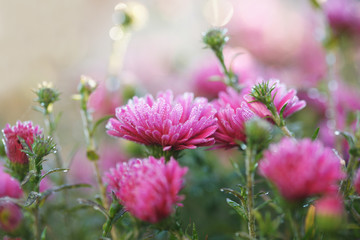 chrysanthemum in the frost in the sun