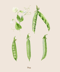 Handpainted watercolor poster with sweet pea