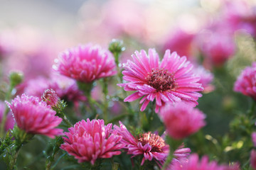 Obraz premium chrysanthemum in the frost in the sun