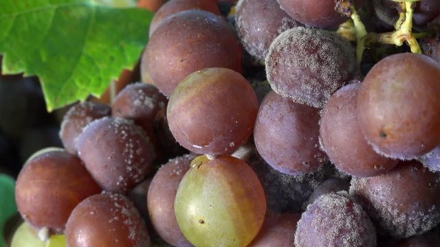 Noble rot of a wine grape, grapes with mold, Botrytis, Sauternes, France