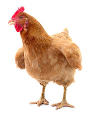 Brown hen isolated.