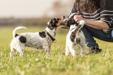 Jack Russell Terrier - liebenswerte Mensch Hunde Freundschaft