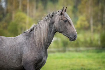 Fototapeta na wymiar Portrait of young grey andalusian horse