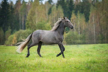 Plakat Young andalusian horse running on the field