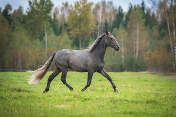 Young andalusian horse running on the field