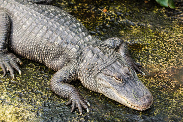 crocodile from above