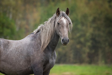 Obraz na płótnie Canvas Portrait of young grey andalusian horse