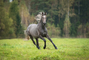 Fototapeta na wymiar Young andalusian horse running on the field