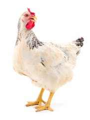 White hen isolated.