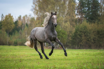 Young andalusian horse running on the field