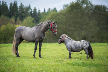 Young andalusian horse with little appaloosa pony