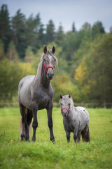 Young andalusian horse with little appaloosa pony