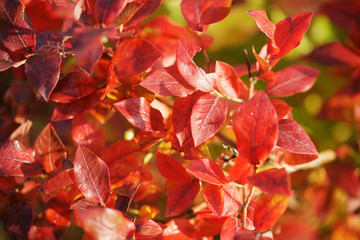 Red leaves of blueberries in autumn