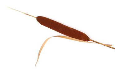 Dry common bulrush, isolated on white background, top view © dule964