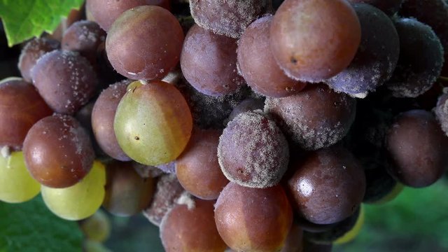 Noble rot of a wine grape, grapes with mold, Botrytis, Sauternes, France