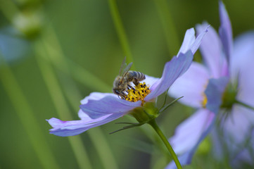 Fototapeta Pszczoła na kwiecie obraz