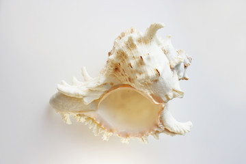 Beauty sea shell from on a white background.