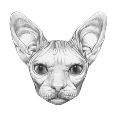 Portrait of Sphynx Cat. Hand-drawn illustration.