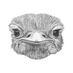 Portrait of Ostrich. Hand-drawn illustration.