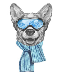 Portrait of Pembroke Welsh Corgi with goggles and scarf. Hand-drawn illustration.