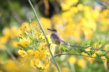 bird