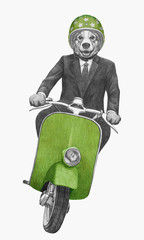 Pembroke Welsh Corgi rides scooter. Hand-drawn illustration.