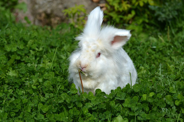 lapin
