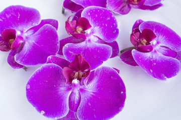 Feng Shui, Orchids in a Bowl with Water