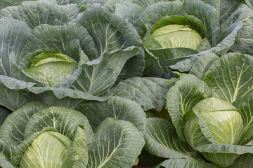 cabbage harvest