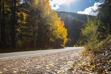 Fototapeta premium A low angle of the road through the forest mountains in the fall
