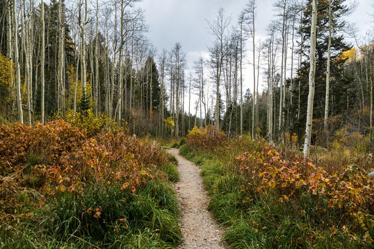A narrow path through the forest on a cloudy autumn day