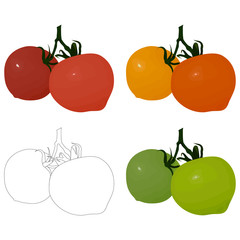 Set of images of a tomato on a branch. Painted red, orange, yellow and green tomatoes, a contour of tomatoes. Vector eps10.