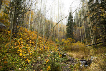 Obraz premium A low wide view of the forest floor covered in freshly fallen autumn foliage on an a cloudy day