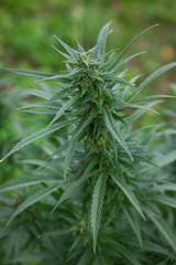 beautiful photo of marijuana close-up of thick foliage