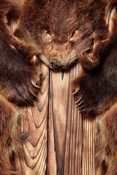 Brown Bear Fur With Head, Hunting Trophy, On Wooden Floor.Copy Space. Close Up.Concept Hunters Trophies