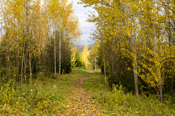 autumn forest scaffolding on a warm, cloudy autumn day