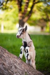 .beautiful goat's photo climbed onto the tree