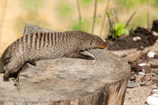 the striped mongoose rests on a stump in Ruaha National Park ,Iringa,Tansania