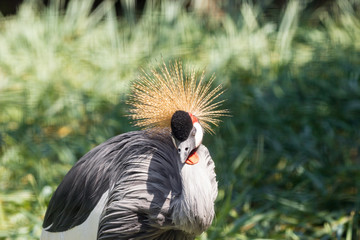 Fototapeta premium Gray Crowned Crane in Mapungubwe National Park, Limpopo, South Africa