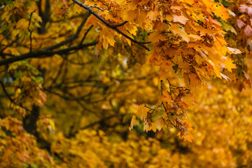 Collection of beautiful colorful autumn leaves green yellow orange red