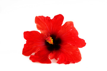 Red flower hibiscus family Malvaceae on a white background. Isolated