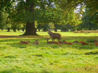 Red deer stag bellowing to ward off rivals and protect his hinds during the rutting season
