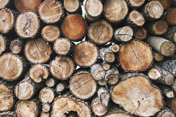 Logs of fire wood