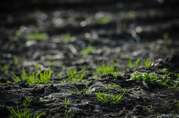 Growing grass