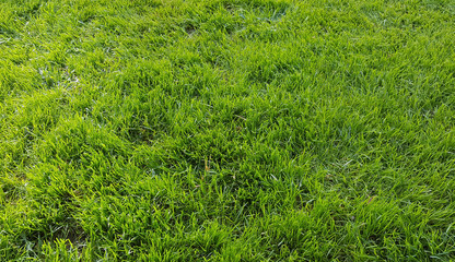 Green grass background