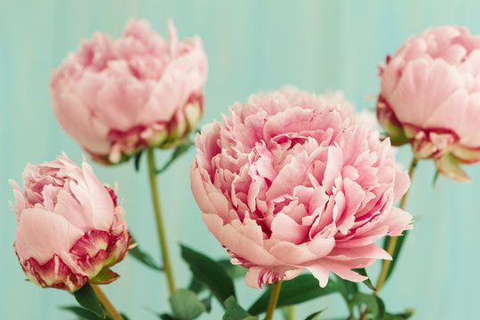 Close up of pink peony flower bouquet