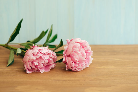 Close up of two pink peony flowers on wooden table